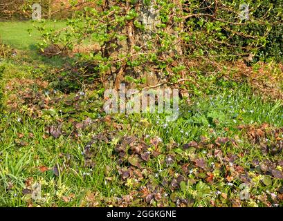 La neige bleue brillera (Chionodoxa, Schneestolz, Sternhyacinthe) sous l'hortensia grimpant (Hydrangea petiolaris) Banque D'Images
