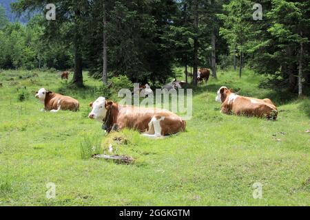 Vache, vache allaitante, jeune vache de race Simmental bétail sur pâturage, Seins Alm, Isar Valley, Mittenwald, haute-Bavière, Bavière, Allemagne Banque D'Images