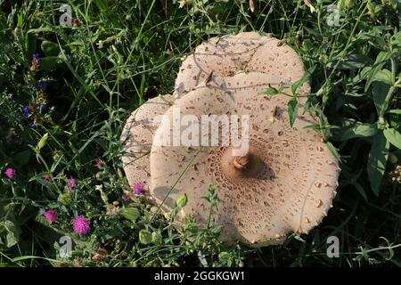 Un énorme champignon blanc pousse sur un champ vert. Banque D'Images