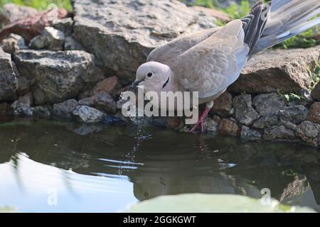 La colombe à col eurasien boit de l'eau dans un étang de jardin. Des gouttes d'eau tombent du bec dans l'eau. Streptopelia decaocto. Banque D'Images