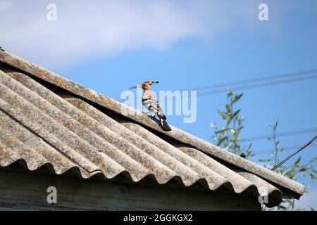 Le hoopoe se trouve sur le toit d'une vieille maison. Le hoopoe est un oiseau avec un plumage brillant et un long bec incurvé. Banque D'Images