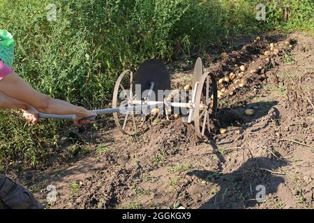 Une femme agriculteur récolte des pommes de terre à l'aide d'un laboureur à main. Charrue manuelle pour la plantation et la récolte de pommes de terre. Banque D'Images