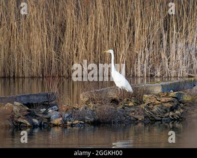Grand Egret, Ardea alba, Syn .: Casmerodius albus, Egretta alba Banque D'Images