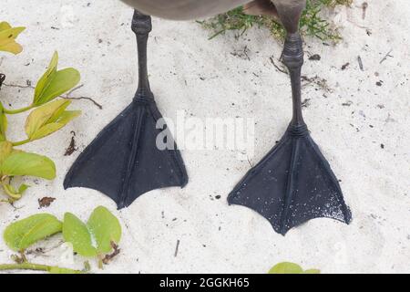 Albatros à pieds noirs en gros plan des pieds de lit sur le sable de la plage. (Phoebastria nigripes) Banque D'Images