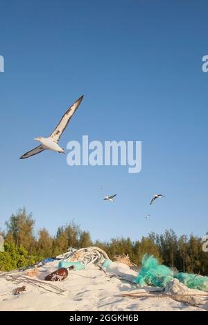 Les albatros de Laysan sur leur chemin vers la mer survolent des débris marins, y compris du plastique, du verre, des cordes et des filets sur une plage de l'île du Pacifique. Banque D'Images