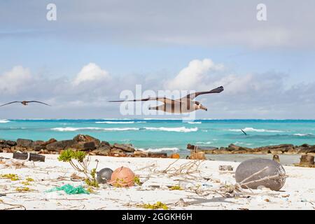 Albatros à pieds noirs survolant des débris marins en plastique qui ont lavé le minerai de fer sur une plage de l'océan Pacifique Nord. (Phoebastria nigripes) Banque D'Images