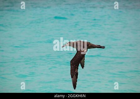 Albatros à pieds noirs volant au-dessus de l'eau d'aigue-marine de la lagune de l'atoll Midway dans l'océan Pacifique Nord. Phoebastria nigripes Banque D'Images