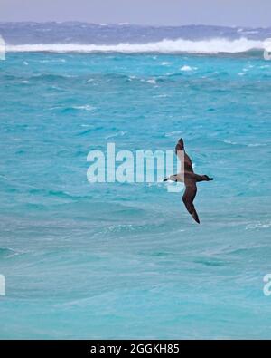 Albatros à pieds noirs surmontant les eaux turquoise de la lagune de l'atoll Midway dans l'océan Pacifique, Papahanaumokuakea Marine National Monument Banque D'Images