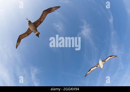 Albatros à pieds noirs et Albatros de Laysan qui survolent dans le ciel sur une île du Pacifique. Phoebastria immutabilis, Phoebastria nigripes Banque D'Images