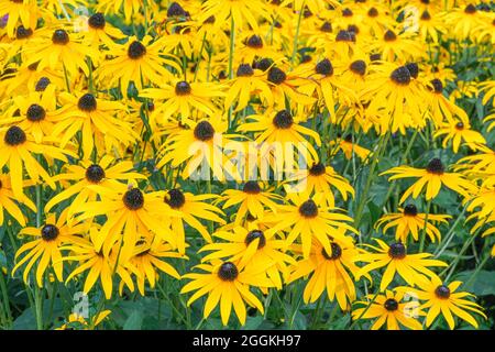 Rudbeckia, Susan aux yeux bruns fleurit Banque D'Images
