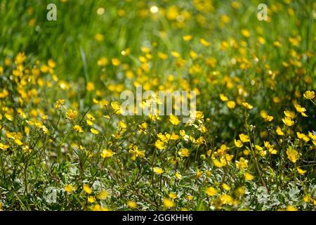 Allemagne, Bavière, haute-Bavière, fleurs sauvages, coupe de beurre rampante, ranunculus repens Banque D'Images