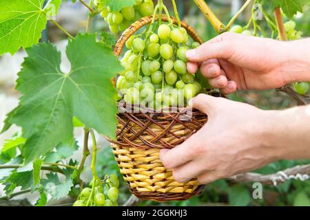 Vue sur la récolte des mains de femmes tenant un panier en osier avec un bouquet de raisins frais près de la vigne Banque D'Images