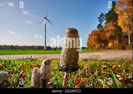 Écologique et proche de la nature, de la durabilité, des champignons sur un pré devant une centrale éolienne, l'incrustation de champignon a des propriétés curatives Banque D'Images