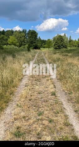 Sentier de randonnée à Hobrechtswald, Brandebourg Banque D'Images