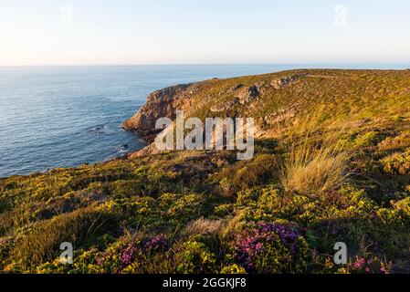 Côte escarpée près d'Erquy dans la lumière du soir, bruyère et gorse poussant sur les rochers, France, Bretagne, Côtes d'Armor, Côte de Penthièvre Banque D'Images