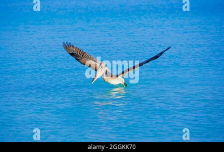 Pélican brun (Pelecanus occidentalis) départ du vol, Key West, Floride, États-Unis Banque D'Images