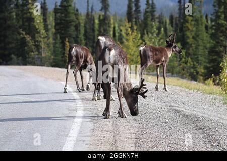 Une harde de caribous léchant du sel sur une route Banque D'Images