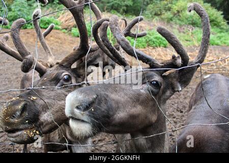 Caribous de la Serveur le long d'une clôture en chaîne à la recherche de nourriture Banque D'Images