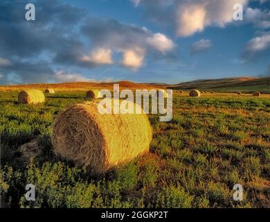 Balles de luzerne. Noter la deuxième croissance sous les balles. Comté de Malhuer. Près de Jorden Valley, Oregon Banque D'Images