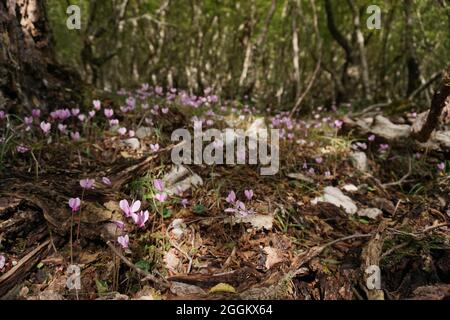 Des cyclamens en pleine floraison sur le chemin du canyon de Bijela, Mostar 2020 Banque D'Images