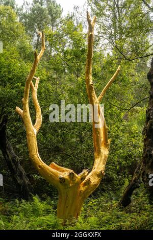 Arbre d'Or dans la forêt de Broceliande près de Rennes, France Banque D'Images