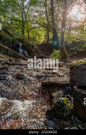 Cascade dans l'Arbre d'Or dans la forêt de Broceliande près de Rennes, France Banque D'Images