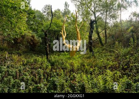 Arbre d'Or dans la forêt de Broceliande près de Rennes, France Banque D'Images