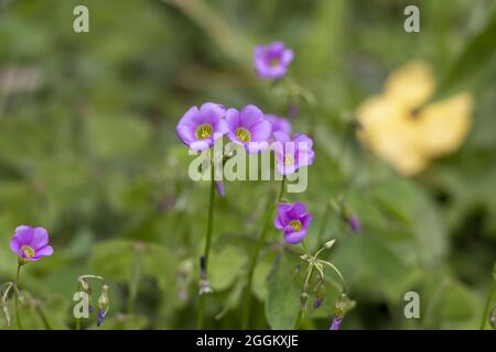 Gros plan de fleurs de petites fleurs d'Oxalis latifolia Banque D'Images