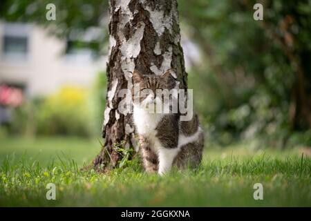 tabby blanc british shorthair chat bien camouflé devant un arbre de bouleau à l'extérieur observant le jardin Banque D'Images