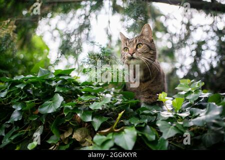 tabby domestique shorthair chat à l'extérieur dans la nature verte sur la prowl observant le jardin Banque D'Images