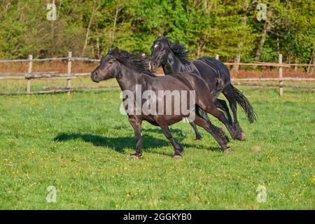 Cheval, l'étalon chase jument à travers le pâturage au printemps Banque D'Images