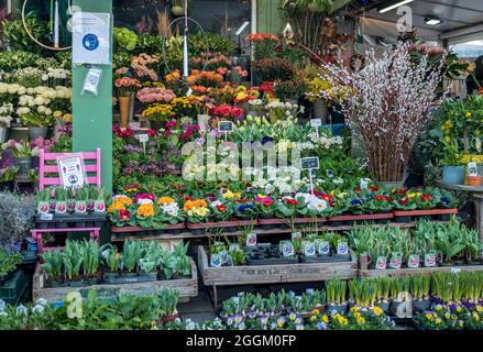 Stand de fleurs sur le Viktualienmarkt à Munich, Bavière, Allemagne, Europe Banque D'Images