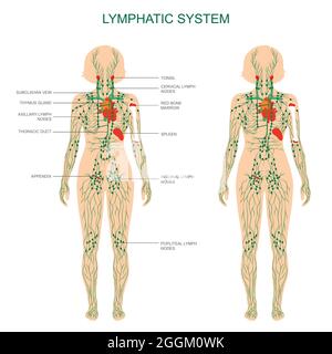 anatomie humaine, système lymphatique, illustration médicale, ganglions lymphatiques Illustration de Vecteur