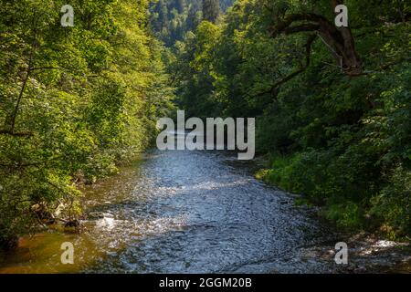 Wutach gorge, Forêt Noire, nature, rivière, forêt, conservation de la nature Banque D'Images