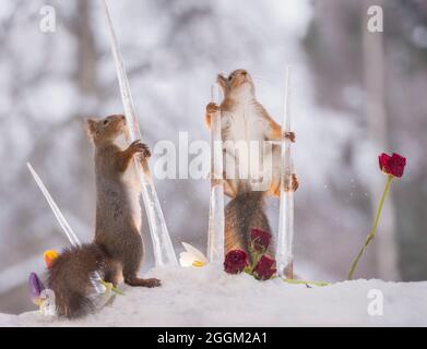 Les écureuils roux sont maintenant les glaçons avec des roses Banque D'Images