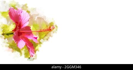 illustration d'aquarelle de fleurs d'hibiscus rouge sur fond blanc avec espace de copie Banque D'Images