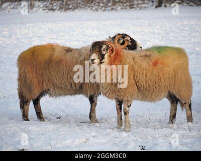 Deux moutons endurcis avec de la laine colorée et des brins de paille se nourrissent sur le nez dans la neige d'hiver Cumbria, Angleterre, Royaume-Uni Banque D'Images