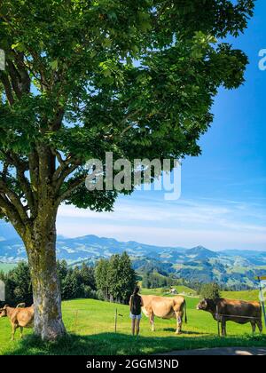 Femme, Gäbris, Gais, montagnes, vache, Gais AR, Alpes, Appenzell, Suisse Banque D'Images