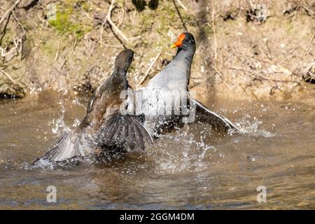 Moorhen commun (Gallinula chloropus) combat Moorhen. Banque D'Images