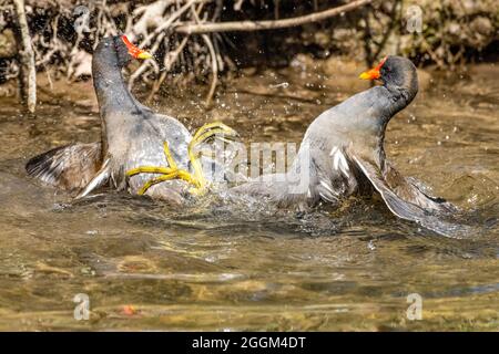 Moorhen commun (Gallinula chloropus) combat Moorhen. Banque D'Images