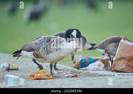 Bernache du Canada (Branta canadensis), côté voie, déchets, latéral, peuplement Banque D'Images