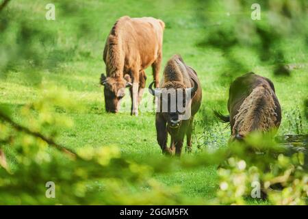 Bison européen (Bos bonasus), prairie, debout, pâturage Banque D'Images