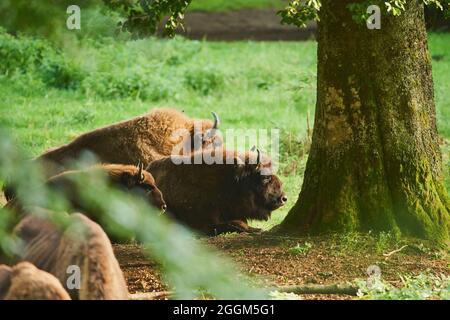 Bison européen (Bos bonasus), prairie, debout, pâturage Banque D'Images