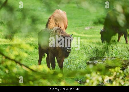 Bison européen (Bos bonasus), prairie, debout, pâturage Banque D'Images