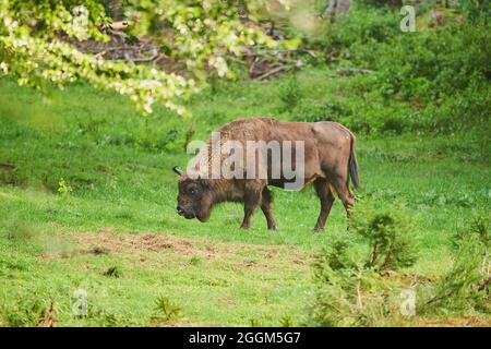 Bison européen (Bos bonasus), prairie, debout, pâturage Banque D'Images