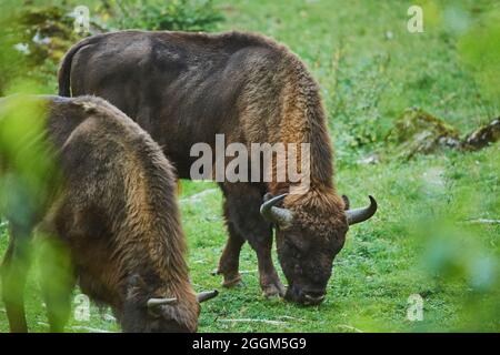 Bison européen (Bos bonasus), prairie, debout, pâturage Banque D'Images