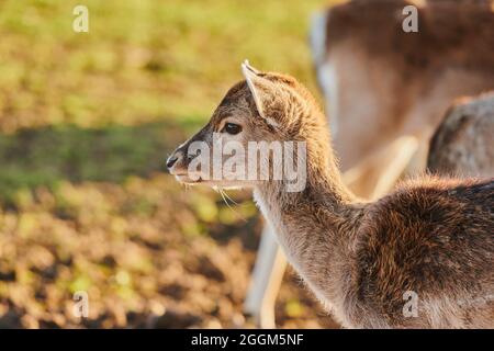 Cerf de Virginie (Dama dama), portrait d'animal, sur les côtés Banque D'Images