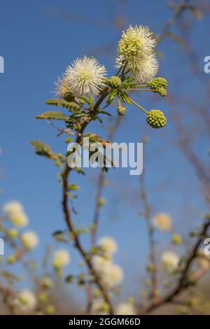 magnifique spécimen de mimosa farinosa en fleur Banque D'Images