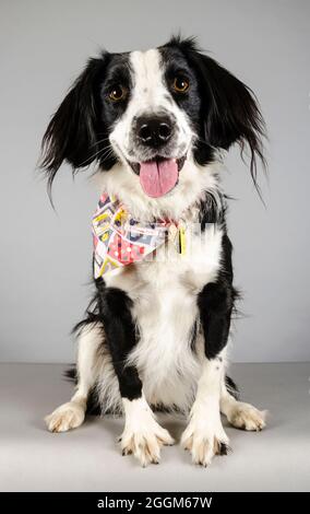 Une femme de 2.5 ans Border Collie / Springer Spaniel (Sprollie) chien (appelé Jess) photographié sur fond gris studio. Banque D'Images