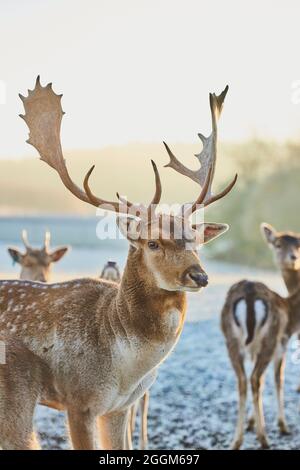 Cerf de Virginie (Dama dama), prairie, debout Banque D'Images